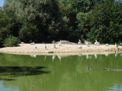 101PARC AUX OISEAUX DANS L AIN 2016 1_000040